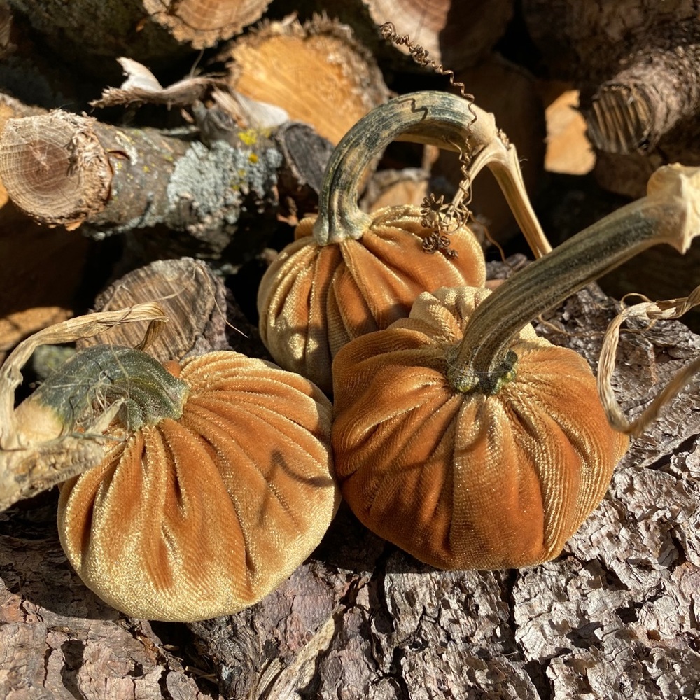 Velvet pumpkins - Picture 2 of 5